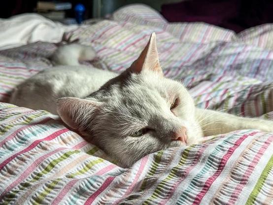White cat sleeping