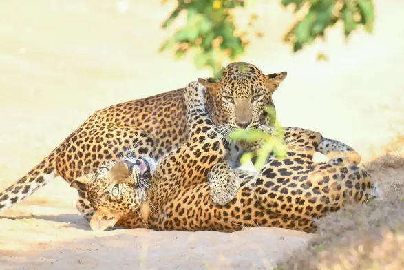 Two Sri Lankan leopards play together.