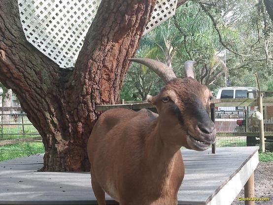 A brown goat with horns and tiny ears is standing on a bench in front  of a deck that surrounds an old oak tree. She is facing me and smiling, bearing her bottom front teeth. Goats don't have top front teeth, in case you didn't know!