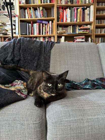 Doris, a tortoiseshell cat, lounging on a grey sofa. Various textured blankets are draped over the couch, with a bookshelf filled with books and CDs in the background.