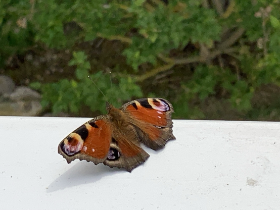 Da sonnt sich ein Tagpfauenauge (Schmetterling)