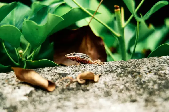 Die Aufnahme zeigt eine bräunlich gefärbte Mauereidechse, die an einer Mauerkante hervorlugt während ihr Kopf, ein Teil vom Körper und ein "Fuß" zu sehen ist. Im Hintergrund sind grüne Blätter eines Strauchs zu sehen und im Vordergrund die flache, gräuliche Oberkante der Mauer.