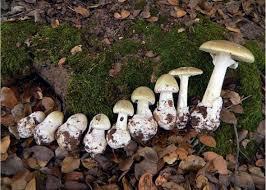 A photo by Justin Pierce (via www.MushroomObserver.org) shows a cluster of wild death cap mushrooms (Amanita phalloides) growing on a forest floor. There are several white mushrooms in different stages of growth, ranging from small button-like forms to larger ones with open caps. Among these white mushrooms are a few taller specimens with long stems and flat, pale caps.

The mushrooms emerge from a background of green moss, brown fallen leaves, and dark soil. This creates a natural, woodland setting that captures the feeling of a damp, shaded forest where fungi thrive.

The composition offers a close-up view of the mushrooms, enabling viewers to appreciate their shapes and textures against the backdrop of forest debris. The contrast between the white mushrooms and the darker surroundings makes them stand out clearly in the image. 