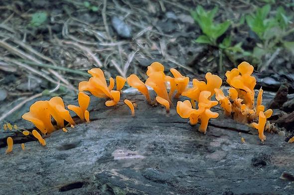 A row of bright orange elongated blobs protrude from cracks in a tree stump. Some of them look a lot like tongues.