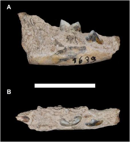 Fossils from a juvenile ocelot