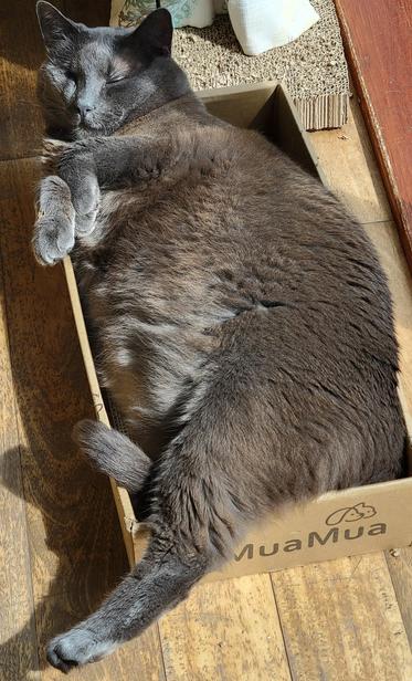 Large grey Tom cat, stretched across a scratching mat, looking very relaxed. 