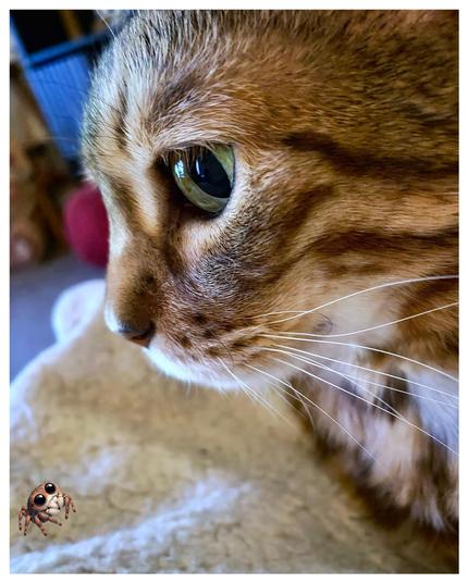 This is a upclose colour photo of the head of my bengal cat Neko. He is intensely staring down at a comical little spider sticker added to the photo for a fun take for Caturday. Happy Caturday everyone!