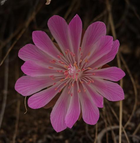 close up of pink bitterrroot flower which looks like a fireworks explosion of pink