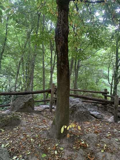  Close-up of a tree in nearby Münster