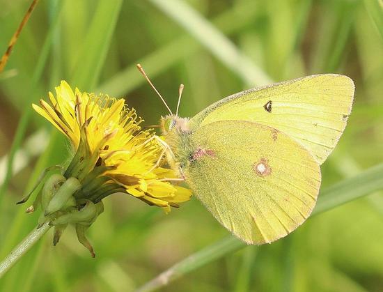 Clouded sulphur butterfly on a dandelion.