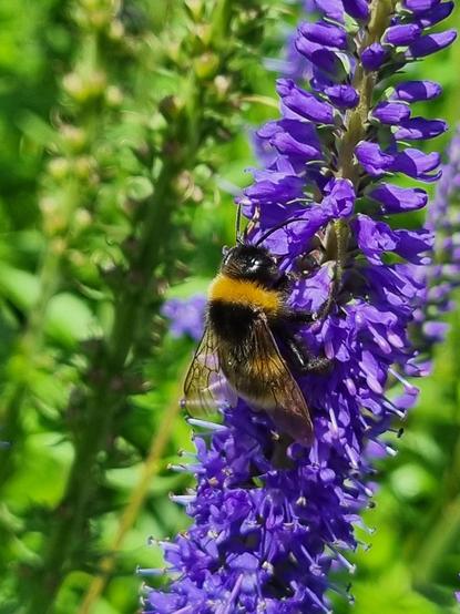 Eine Hummel sitzt an einem Stängel voller kleiner Blüten, deren Farbe irgendwo zwischen Blau und Violett rangiert. Im Hintergrund sind unscharf grüne Stängel zu erkennen.