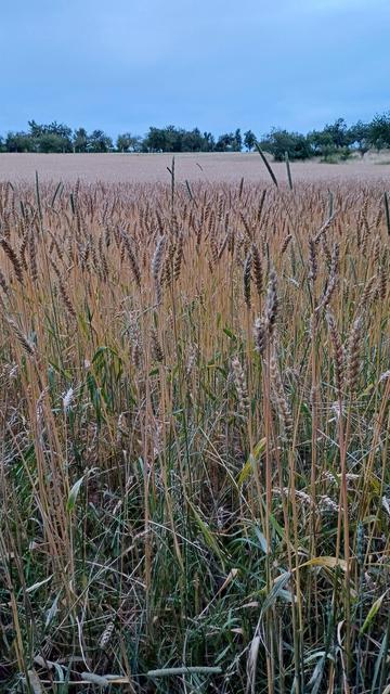 Grain close up in a field facing toward Wallau from Breckenheimer Weg, Greater Hofheim, Hesse.
