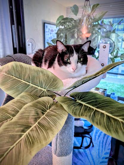 Cute bicolor cow-cat in her sky bed (attached to a window) above her cat tree that has fake palms on the top.