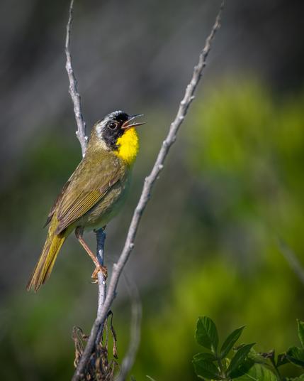 A photograph of a Common Yellowthroat perched in a V-shaped branch, its mouth open and singing. The background is blurred and shows a mix of green and duller brown.
