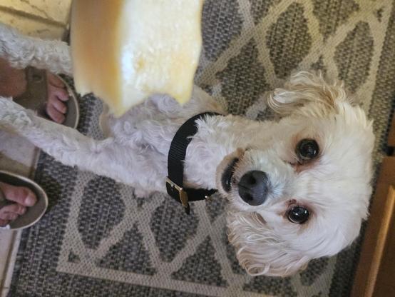 Small white dog, standing on her hind legs, hoping for a bit of the canteloupe I am holding in the photo.