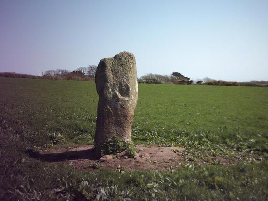 A colour photograph of Treverven Menhir near St Buryan in West Penwith, Cornwall. At just under 2m tall it's not the most impressive looking stone, but does have an interesting shape, with a large hollow on the side nearest the camera. The field it sits in is large and full of short grass. The hedge and a line of short trees can be seen in the middle distance. The sky is blue and cloudless.