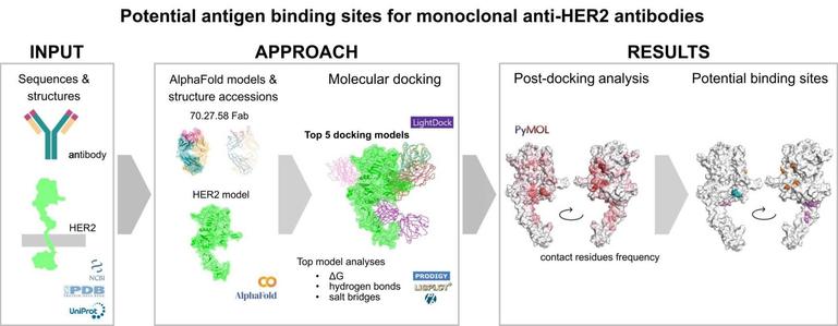 Investigating and evaluating potential antigen binding sites for monoclonal anti-HER2 antibodies: The LightDock approach. Computational and Structural Biotechnology Journal, DOI: https://doi.org/10.1016/j.csbj.2025.06.001
