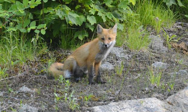 Red fox cub in Algonquin Park.