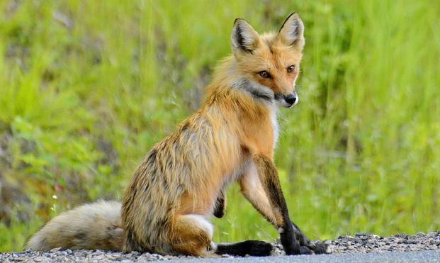 Red fox in Algonquin Park.