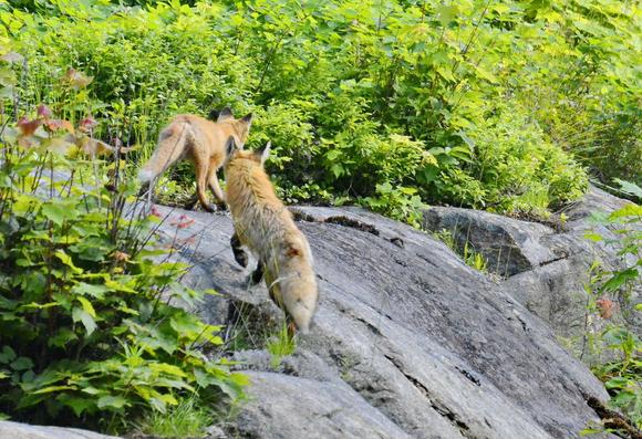 Red foxes in Algonquin Park.
