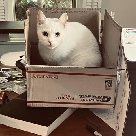 a white cat with one blue, one yellow eye looks out at us from inside a cardboard box