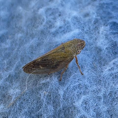 Braune Weidenschaumzikade auf blauer Picknickdecke
