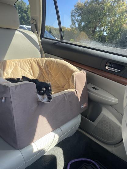 Small dog in the back seat of a car 