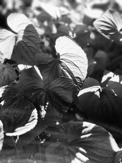 black and white photo of summer greenery.