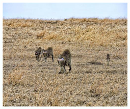 A baboon family of four are casually walking on the savanna of the Masai Mara. Their colourful booties in pink and blue are seen they make their way up the golden dry knoll. As photographed on the Masai Mara, Kenya