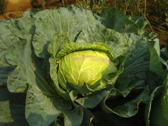 An old cabbage ready for harvest.