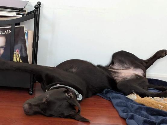 Labrador sleeping with a  spinal twist.