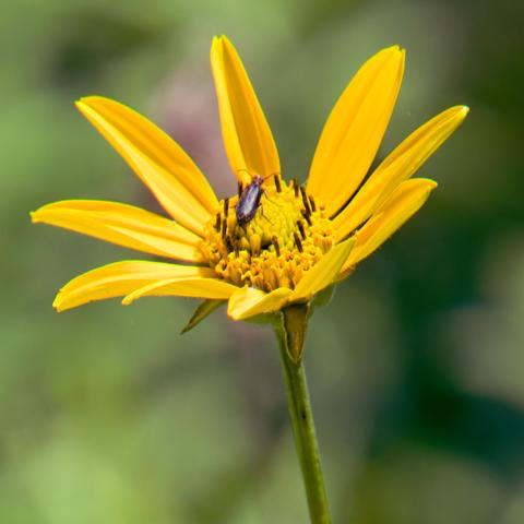 Oblique angle image of a flower with yellow ray flowers and a circle of anthers in the middle of a disk with a long bug crawling on it and a blurry background