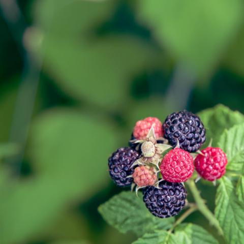 Cluster of 8 blackberries,  three black,  three red, one pink, and one white on the lower left of the frame with blurry leaves behind