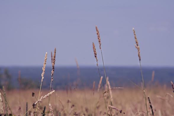Several heads of grass rise out of a field,  with a blurry line of hills behind and a subdued sky