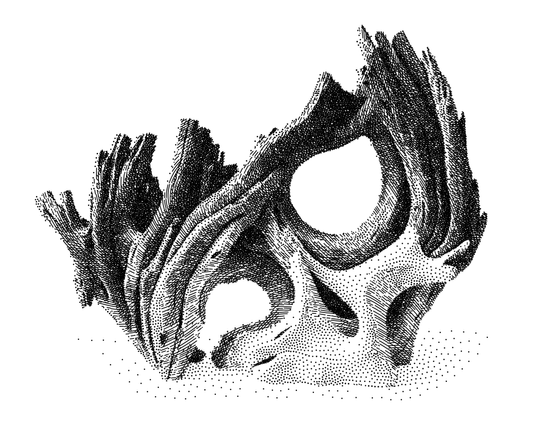 computer generated black and white ink line drawing of driftwood