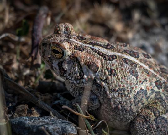 A photograph of the head and some of the body of a Fowler's Toad sitting amid some broken twigs and gravel.

