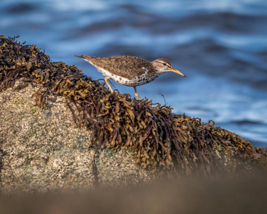 A photograph of a Spotted Sandpiper walking down a sloped rock covered in rockweed, with the ocean visible behind it.
