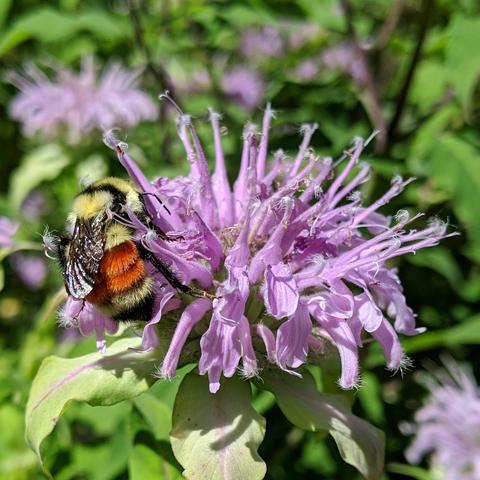 A bumble bee on a pink spiky flower. The bee is fury, yellow, and  black, with orange stripes on it's abdomen, and black translucent wings that are folded over it's back as it crawls around the flower.