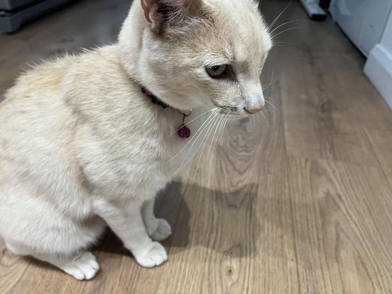 A slightly soggy, strawberry blonde ginger cat has come in from the rain with a green stripe on his face that looks like a moustache 