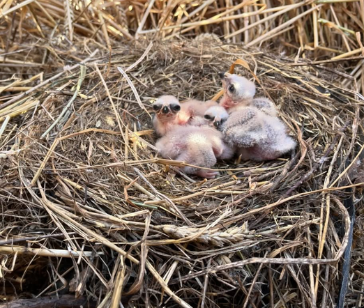 Hen harrier chicks in nest after protection