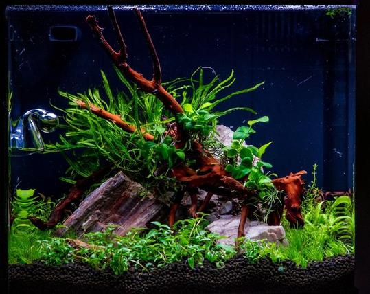 dương xỉ trident