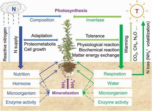Conceptual framework explaining mechanisms underlying the temperature (T) and nitrogen (N) effects on the plant.