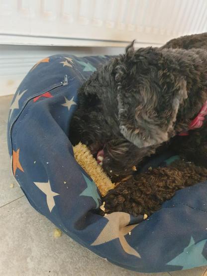 A small black dog causing devastation to what used to be a cob of corn.