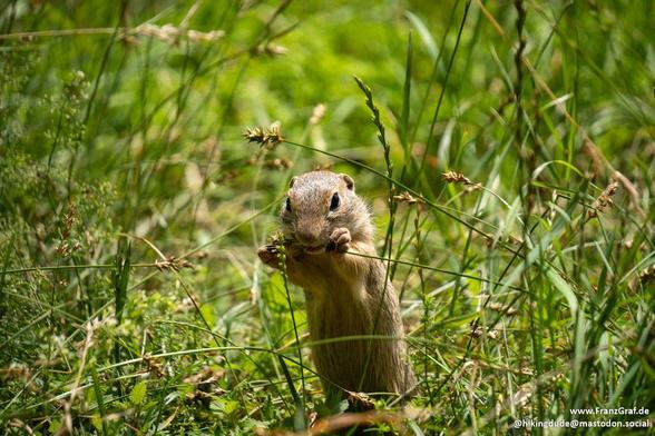 In this image, we see a vibrant scene of a squirrel, specifically an eastern fox squirrel, foraging for food in a grassy field. The squirrel is surrounded by lush green grass, with its fur blending seamlessly into the natural environment. The background is also filled with various shades of green, creating a harmonious and serene setting. The photo captures the essence of wildlife in its natural habitat, showcasing the beauty of a terrestrial mammal in its element. The overall composition highl…