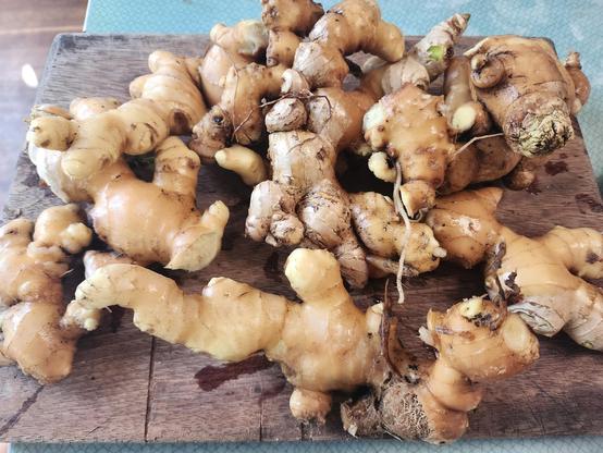 A pile of fresh ginger on a board, maybe 2 kilos of it. 