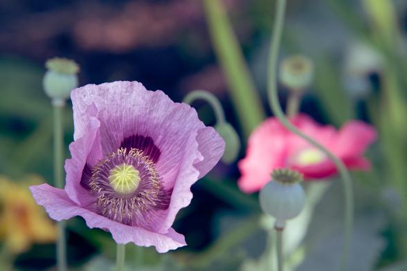 Close purple poppy with a red one blurred in the background and seed pods and oddly curved stems