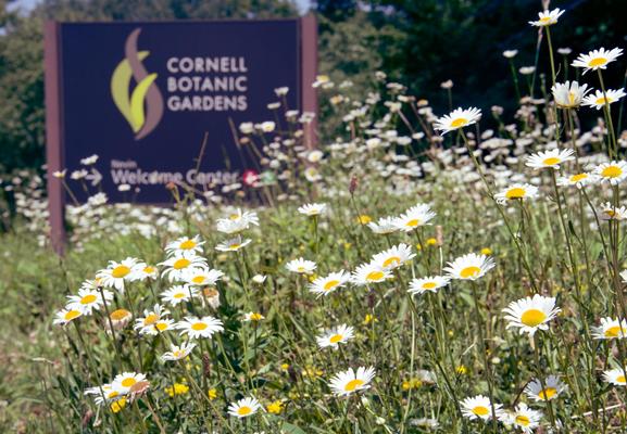 A field of daises with a slightly blurred sign that reads CORNELL BOTANIC GARDENS