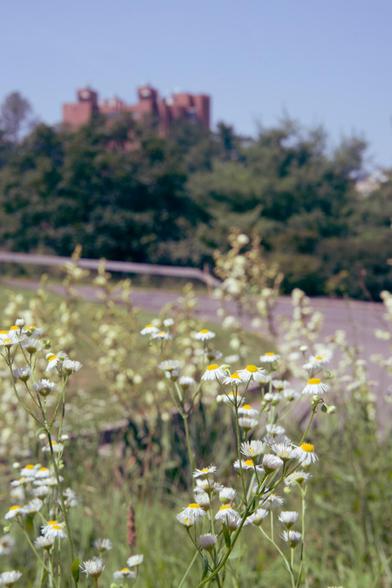 A brick brutalist building can be seen in the far distance behind a row of evergreen trees with a road and a patch of small daisies in the foreground.