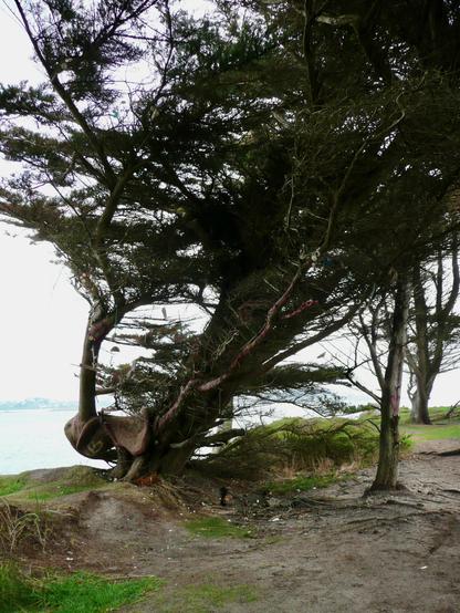 Ein zur rechten Seite gewachsener Baum in mediterrander Umgebung. Der Stamm des Baumes ist wild, er scheint aus mehreren Teilen zu bestehen und ganz chaotisch gewachsen zu sein. Jemand hat ihn teilweise bemalt mit Mustern. Der Boden um den Baum ist nsandig. Man erkennt im Hintergrund das Meer.