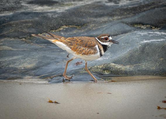 A photograph of a Killdeer walking in front of a stone smoothed by long exposure to the surf.

